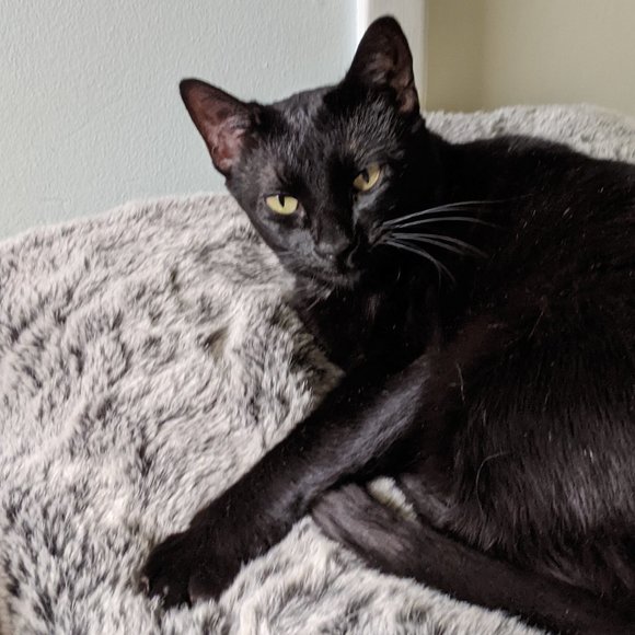 Meet your Posher, R. - Picture 5 of 11